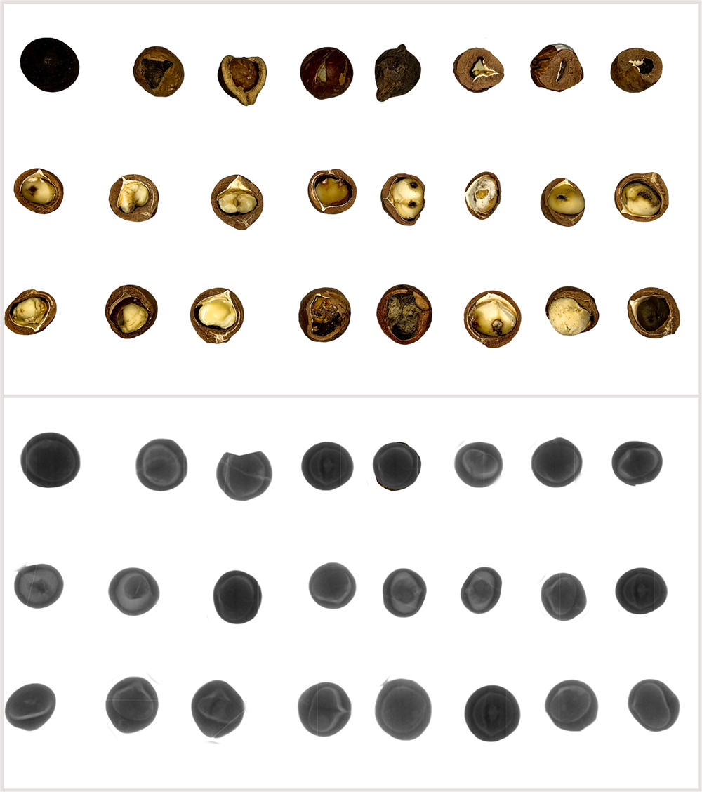 AMD Macadamia Nuts Sorting 
