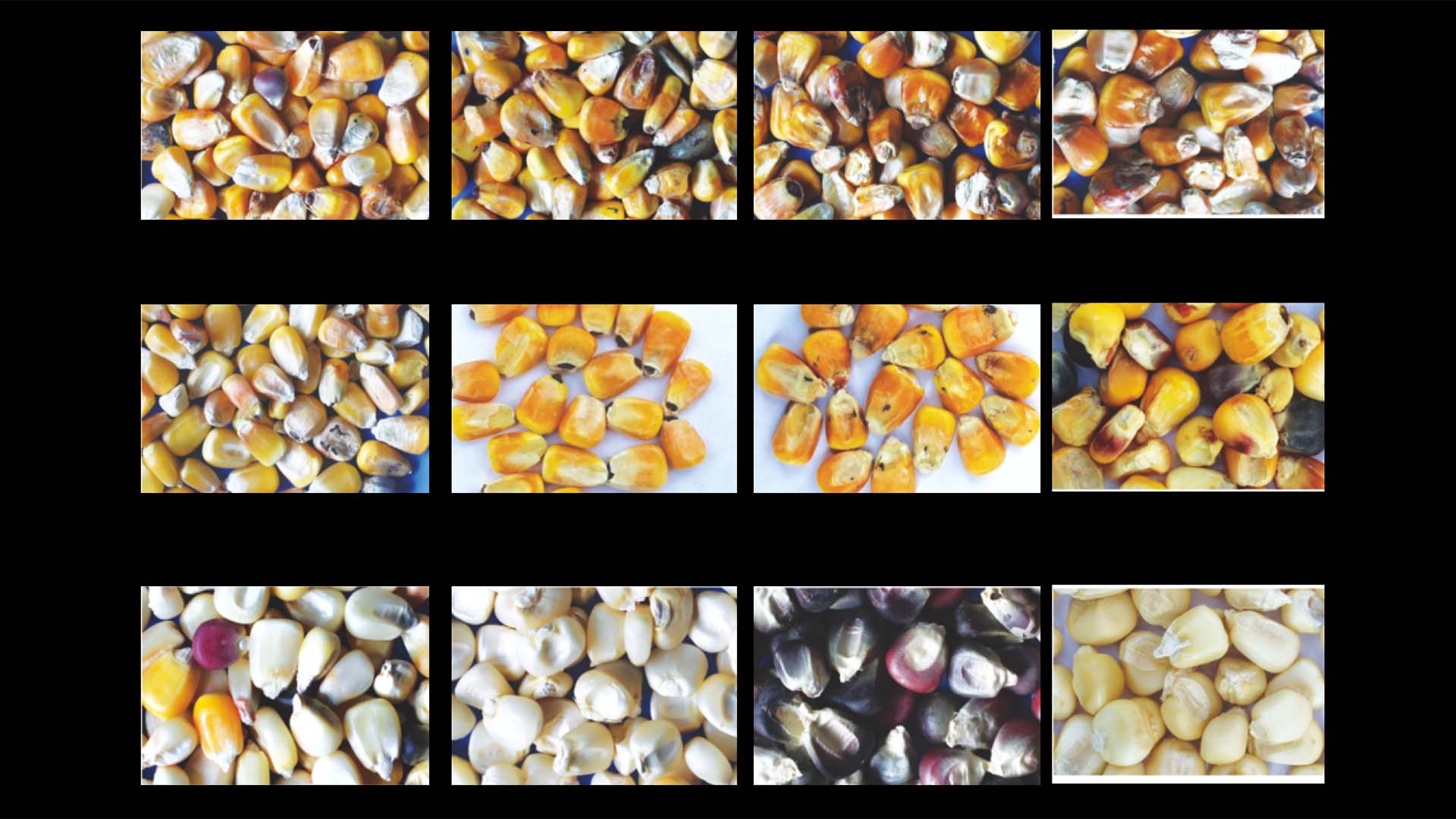 AMD Corn Color Sorter