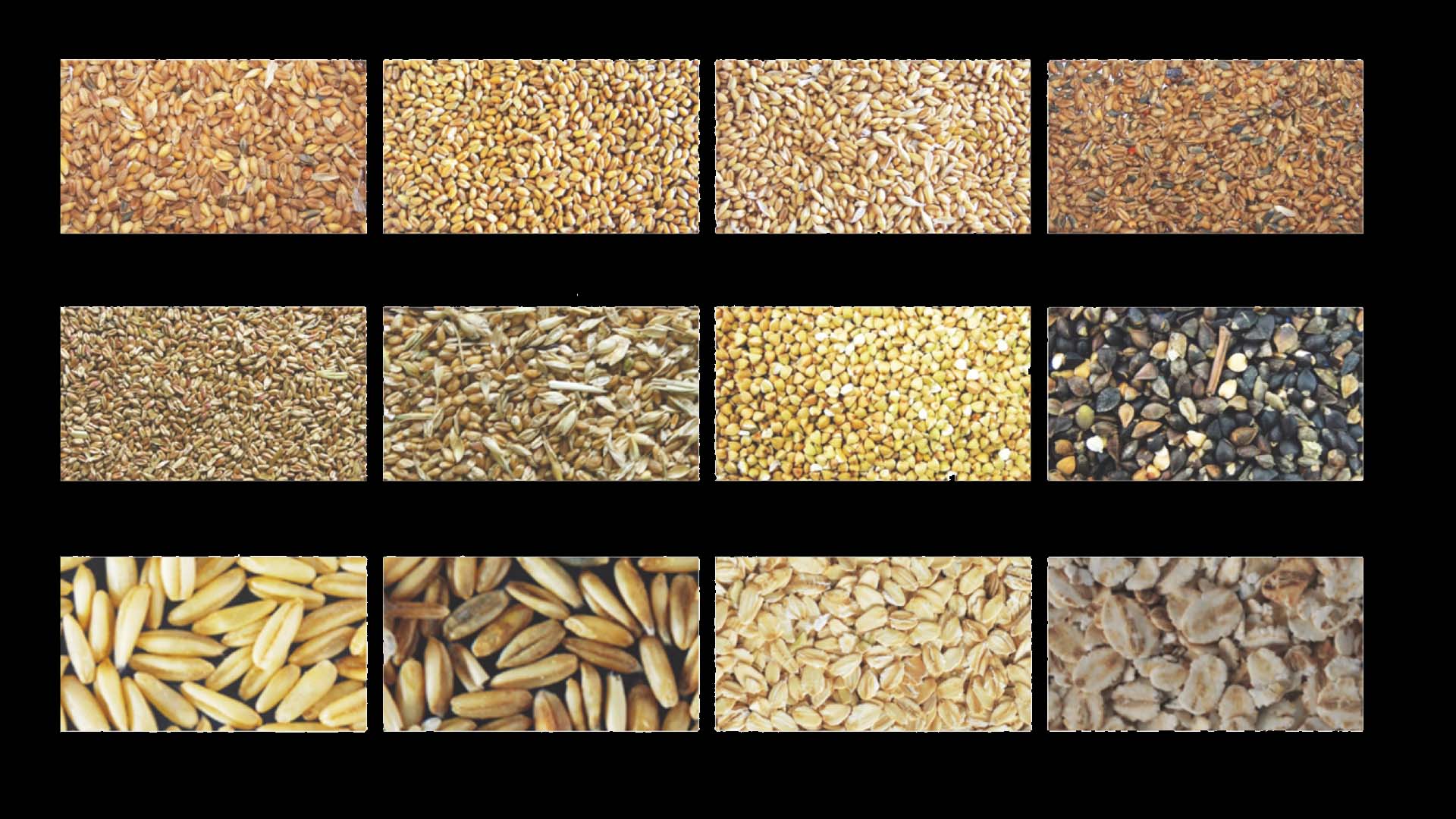 AMD Wheat Color Sorter