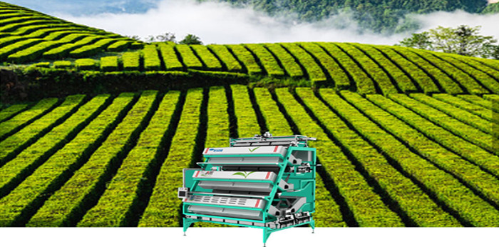 Celebrating International Tea Day 2022